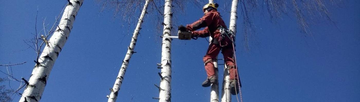 УДАЛЕНИЕ ДЕРЕВЬЕВ С ЗАВЕШИВАНИЕМ